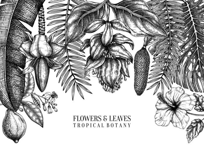 Papier peint  Tropical plants vector frame design. Exotic flowers, citrus fruits, palm leaves sketches collection. Vintage background with tropical flowering plants and leaves. Hand drawn summer template