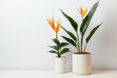 Papier peint  tropical potted plants with strelitzia flowers on a white backdrop. Generative AI