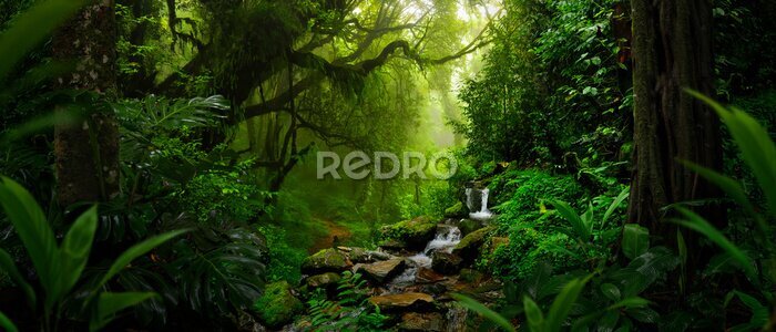 Papier peint  Tropical rain forest in Central America