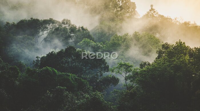 Papier peint  Tropical rainforest landscape, forest scenic with jungle tree in green nature, beautiful wild wood foliage plant over the mountain, leaf with rain water, environment park background for travel