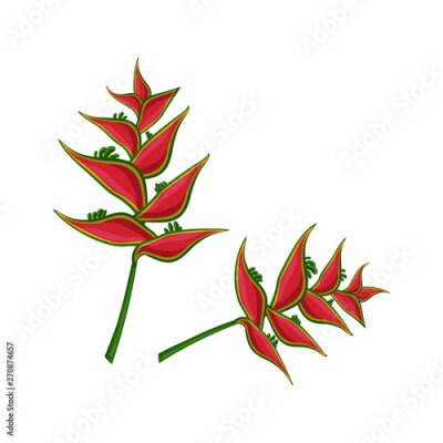 Papier peint  tropical red and yellow Strelitzia flower isolated on white background