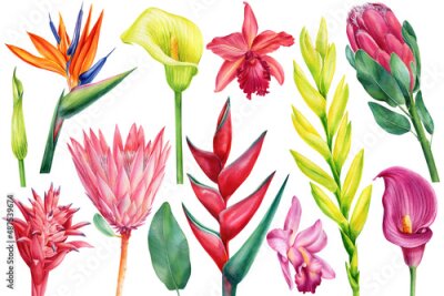 Papier peint  Tropical set flowers, callas, orchids, bromeliad, protea, strelitzia. watercolor illustration, isolated white background