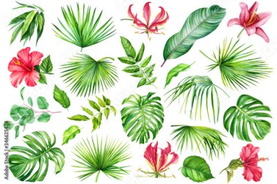 Papier peint  Tropical set, hibiscus flowers, lilies, fire lily, monstera, palm leaves,  eucalyptus,  Strelitzia leaf on an isolated white background, watercolor hand drawing