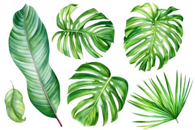 Papier peint  Tropical set, monstera, palm leaves, Strelitzia leaf on an isolated white background, watercolor hand drawing