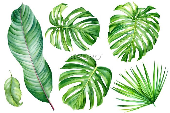 Papier peint  Tropical set, monstera, palm leaves, Strelitzia leaf on an isolated white background, watercolor hand drawing