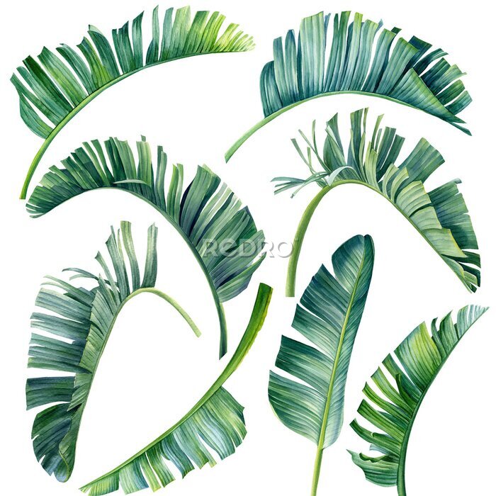 Papier peint  Tropical set of plants on a white background. Watercolor hand-painted, summer clipart, strelitzia palm leaves