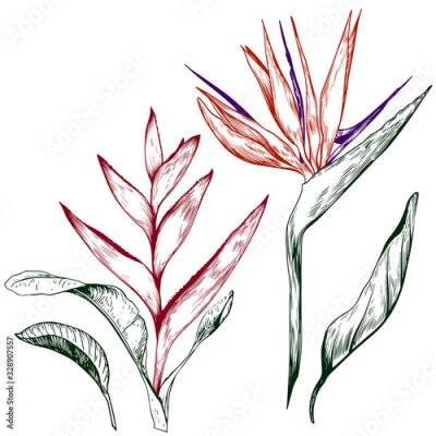 Papier peint  Tropical strelitzia and heliconia flowers.