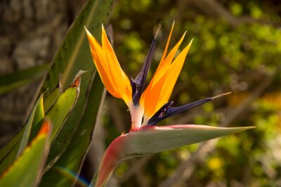 Papier peint  Tropical strelitzia flower in the gardens of Aguilas city, spain