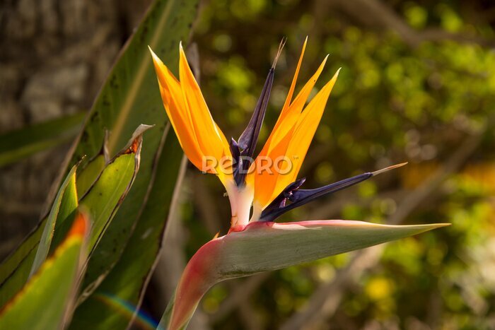 Papier peint  Tropical strelitzia flower in the gardens of Aguilas city, spain