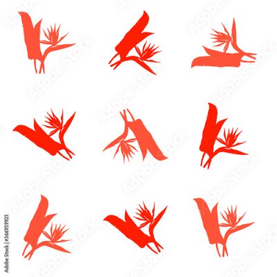 Papier peint  Tropical strelitzia flower modern flat pattern