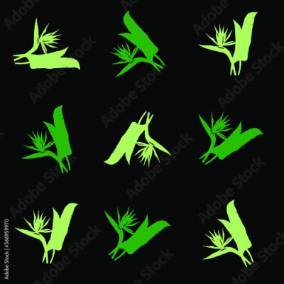 Papier peint  Tropical strelitzia flower modern flat pattern in green colors on black