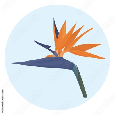 Papier peint  tropical strelitzia flower on a blue background
