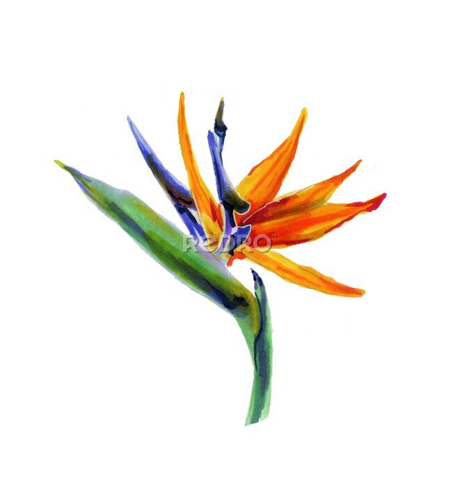 Papier peint  Tropical strelitzia flower on a white background. Botanical watercolor illustration.Exotic strelitzia flower, bird of Paradise.Isolated elements for the design.