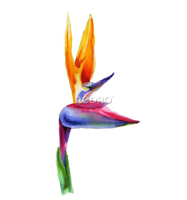 Papier peint  Tropical strelitzia flower on a white background. Botanical watercolor illustration.Exotic strelitzia flower, bird of Paradise.Isolated elements for the design.