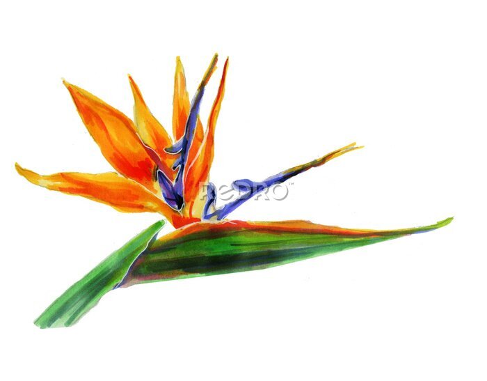 Papier peint  Tropical strelitzia flower on a white background. Botanical watercolor illustration.Exotic strelitzia flower, bird of Paradise.Isolated elements for the design.