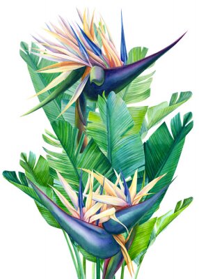 Papier peint  tropical strelitzia flowers on a white background, watercolor illustration