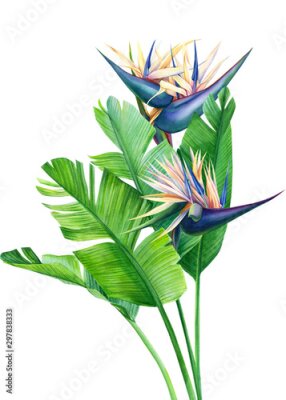 Papier peint  tropical strelitzia flowers on a white background, watercolor illustration