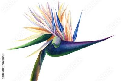 Papier peint  tropical strelitzia flowers on a white background, watercolor illustration