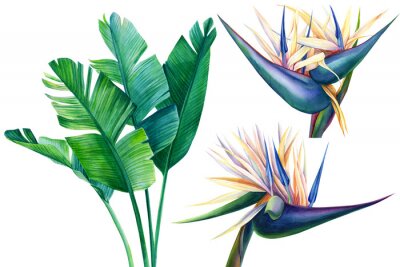 Papier peint  tropical strelitzia flowers on a white background, watercolor illustration
