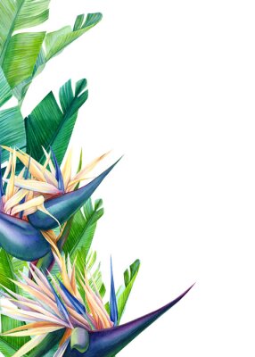 Papier peint  tropical strelitzia flowers on a white background, watercolor illustration