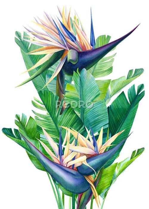 Papier peint  tropical strelitzia flowers on a white background, watercolor illustration