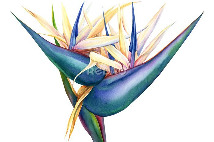 Papier peint  tropical strelitzia flowers on a white background, watercolor illustration