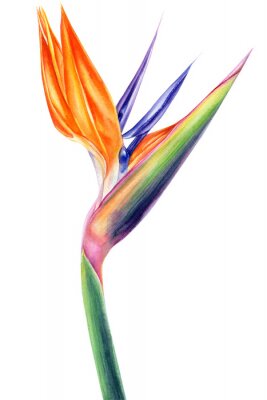 Papier peint  tropical strelitzia flowers on an isolated white background, watercolor illustration