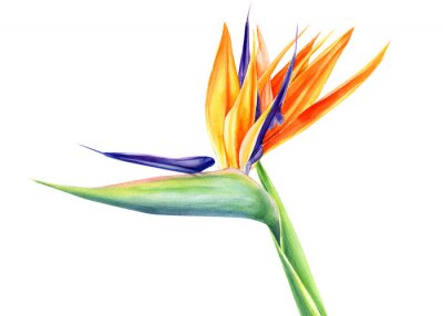 Papier peint  tropical strelitzia flowers on an isolated white background, watercolor illustration