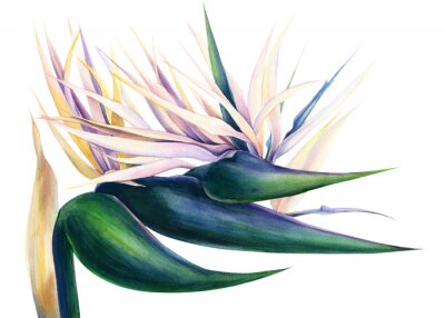 Papier peint  tropical strelitzia flowers on an isolated white background, watercolor illustration
