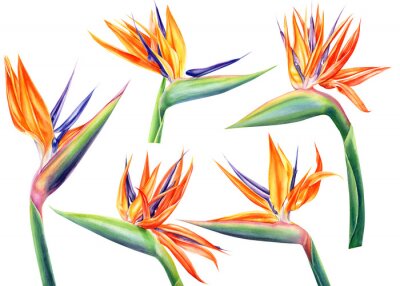 Papier peint  tropical strelitzia flowers on an isolated white background, watercolor illustration