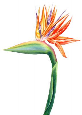 Papier peint  tropical strelitzia flowers on an isolated white background, watercolor illustration