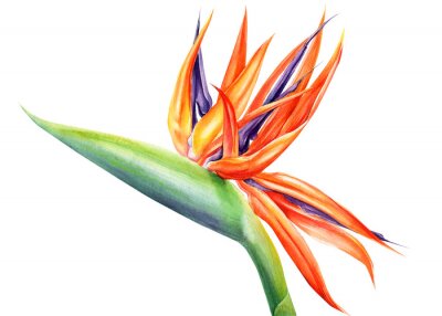 Papier peint  tropical strelitzia flowers on an isolated white background, watercolor illustration