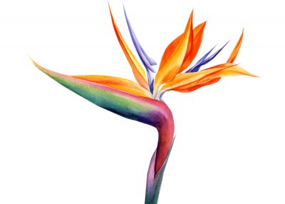 Papier peint  tropical strelitzia flowers on an isolated white background, watercolor illustration