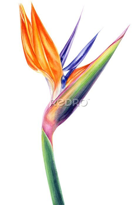 Papier peint  tropical strelitzia flowers on an isolated white background, watercolor illustration