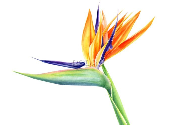 Papier peint  tropical strelitzia flowers on an isolated white background, watercolor illustration