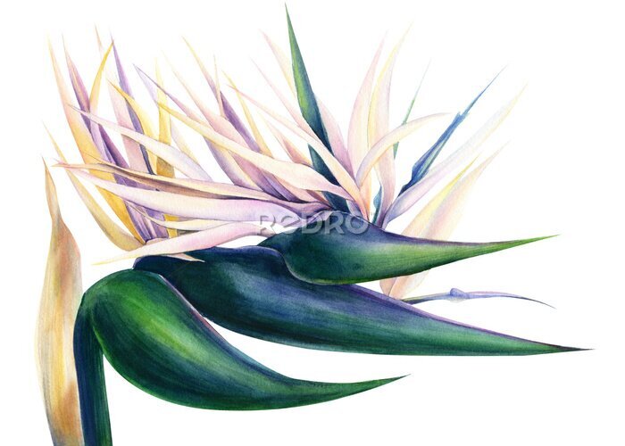Papier peint  tropical strelitzia flowers on an isolated white background, watercolor illustration