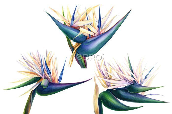 Papier peint  tropical strelitzia flowers on an isolated white background, watercolor illustration