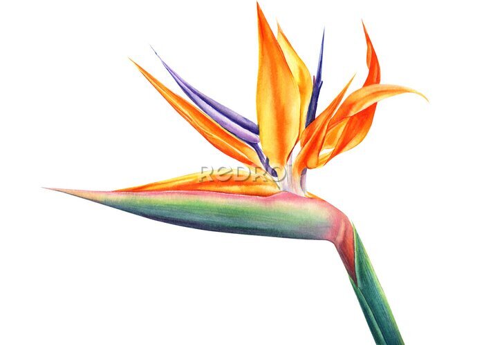 Papier peint  tropical strelitzia flowers on an isolated white background, watercolor illustration