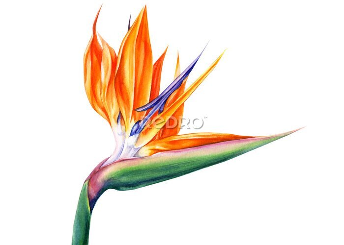 Papier peint  tropical strelitzia flowers on an isolated white background, watercolor illustration