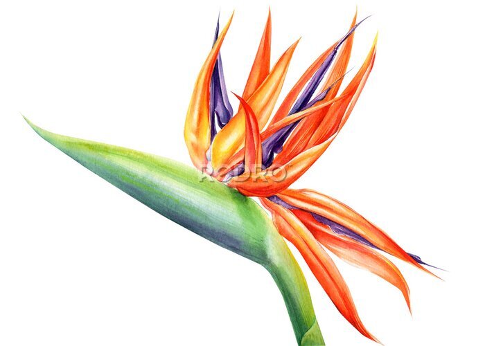 Papier peint  tropical strelitzia flowers on an isolated white background, watercolor illustration