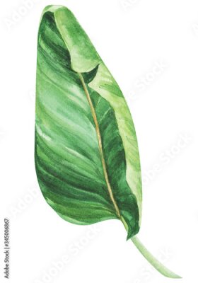 Papier peint  Tropical strelitzia leaf on an isolated white background, watercolor jungle, botanical drawing.