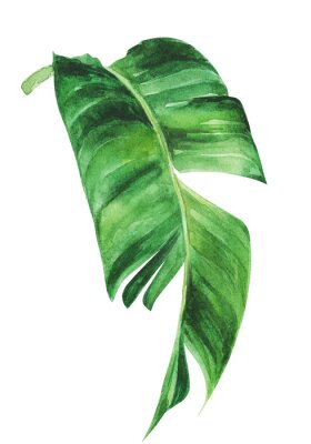 Papier peint  Tropical strelitzia leaf on an isolated white background, watercolor jungle, botanical drawing.