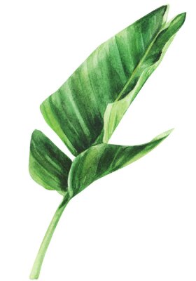 Papier peint  Tropical strelitzia leaf on an isolated white background, watercolor jungle, botanical drawing.