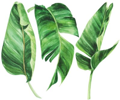 Papier peint  Tropical strelitzia leaf on an isolated white background, watercolor jungle, botanical drawing.
