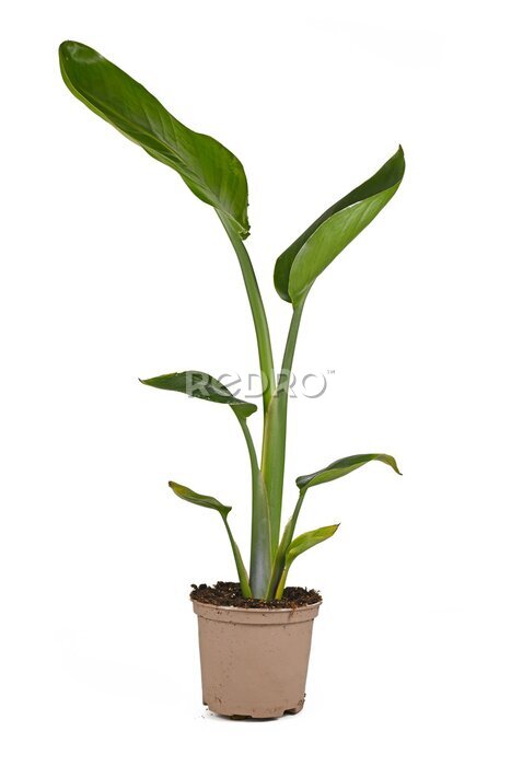 Papier peint  Tropical 'Strelitzia Nicolai&quot; or 'Giant white Bird of Paradise' garden and house plant in pot isolated on white background