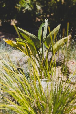 Papier peint  tropical strelitzia plant , close-up shot at shallow depth of field