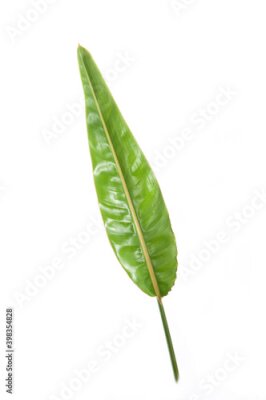 Papier peint  tropical strelitzia plant leaf green