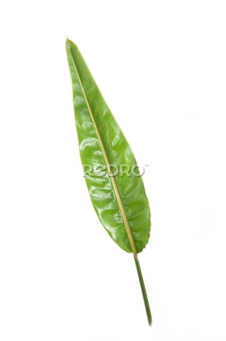 Papier peint  tropical strelitzia plant leaf green