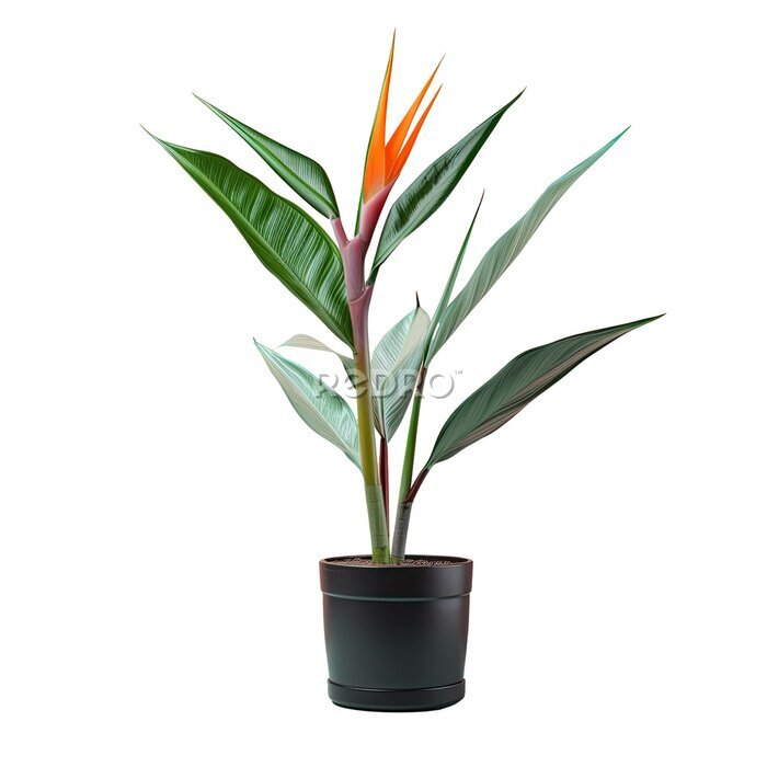 Papier peint  Tropical Strelitzia plants in a black pot on a transparent background