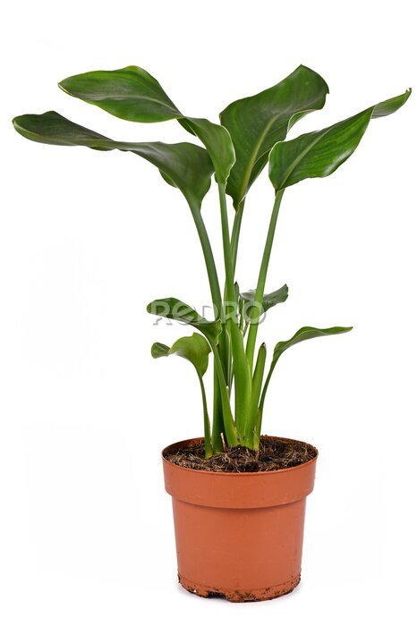 Papier peint  Tropical 'Strelitzia Reginae&quot; or 'Bird of Paradise' garden and house plant in pot isolated on white background